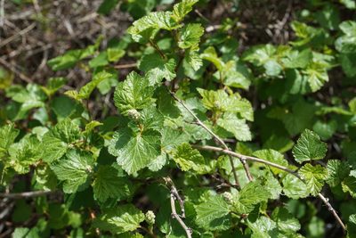 Physocarpus malvaceus, photographed by Spencer Quayle