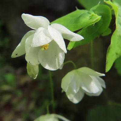 Epimedium diphyllum, photographed by Timur Kalininsky