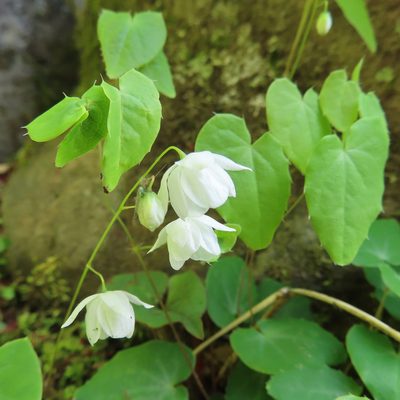 Epimedium diphyllum, photographed by Timur Kalininsky