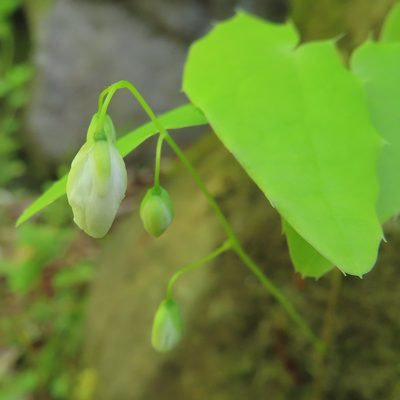 Epimedium diphyllum, photographed by Timur Kalininsky