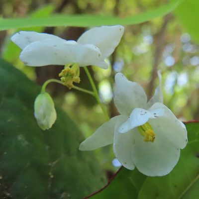 Epimedium diphyllum, photographed by Timur Kalininsky
