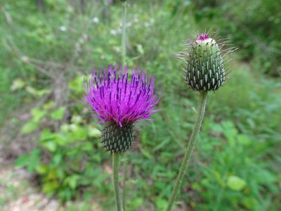 Cirsium carolinianum, photographed by Thomas Koffel
