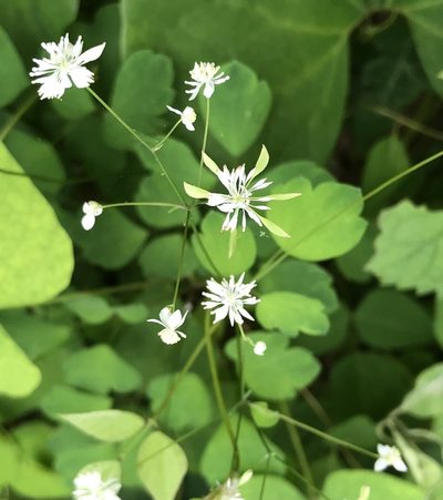 Thalictrum clavatum, photographed by Ken Kneidel