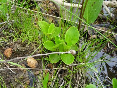 Parnassia grandifolia, photographed by Thomas Koffel
