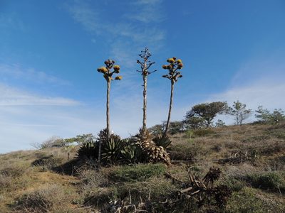 Agave shawii, photographed by Lauren Chronister