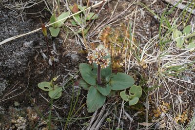Micranthes occidentalis, photographed by Spencer Quayle