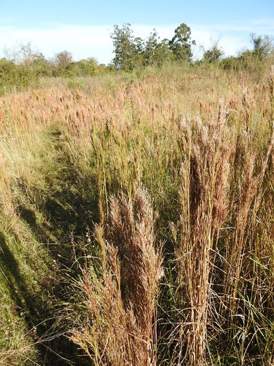 Schizachyrium condensatum, photographed by patriciabenitez