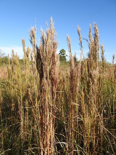 Schizachyrium condensatum, photographed by patriciabenitez