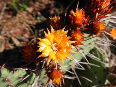 Opuntia stenopetala, photographed by Leticia Jiménez Hernández