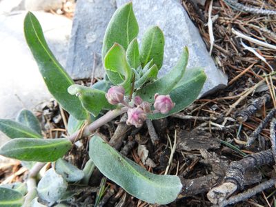 Asclepias virletii, photographed by Leticia Jiménez Hernández