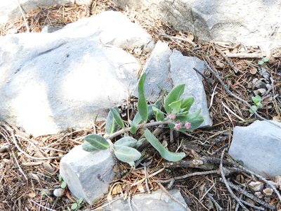 Asclepias virletii, photographed by Leticia Jiménez Hernández