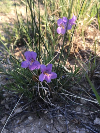 Penstemon auriberbis, photographed by Cecelia Alexander