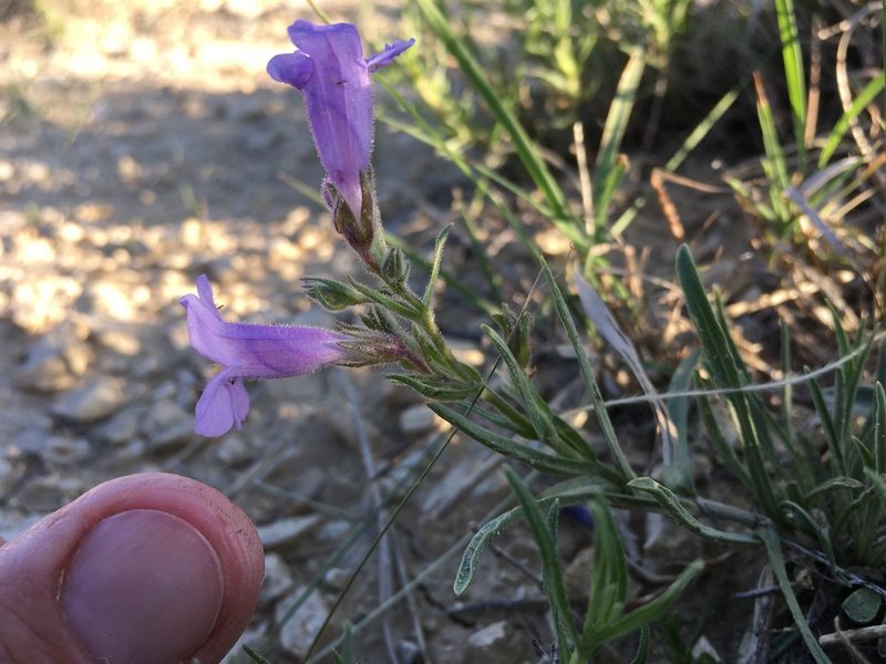 Penstemon auriberbis, photographed by Cecelia Alexander