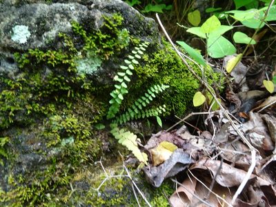 Asplenium resiliens, photographed by Thomas Koffel