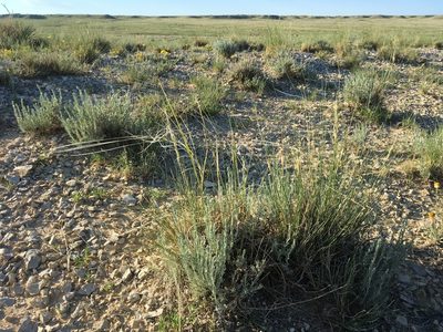 Hesperostipa neomexicana, photographed by Cecelia Alexander