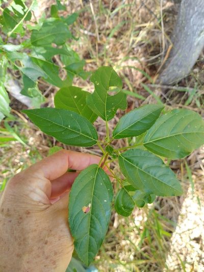 Claoxylon tenerifolium, photographed by Tony van Kampen
