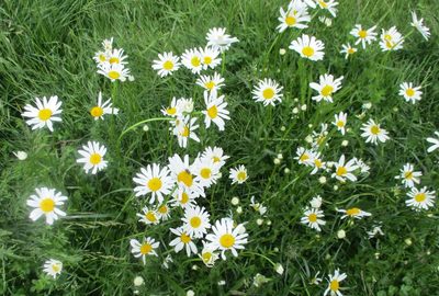 Leucanthemum maximum, photographed by sprcrkwild