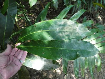 Semecarpus australiensis, photographed by Steve Fitzgerald