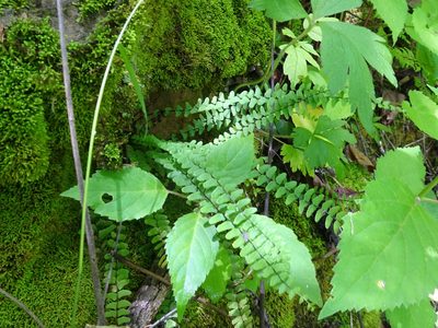 Asplenium resiliens, photographed by Thomas Koffel