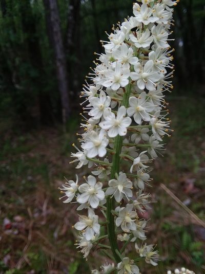 Stenanthium texanum, photographed by Will McFarland