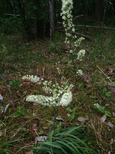 Stenanthium texanum, photographed by Will McFarland