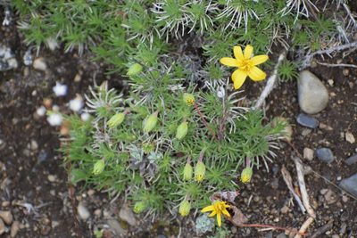 Nestotus macleanii, photographed by Syd Cannings