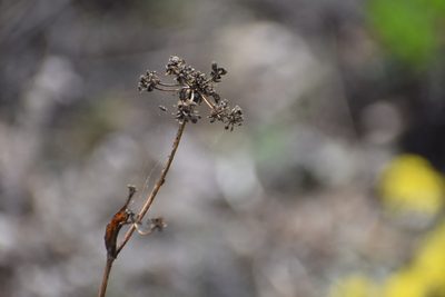 Bupleurum americanum, photographed by Syd Cannings