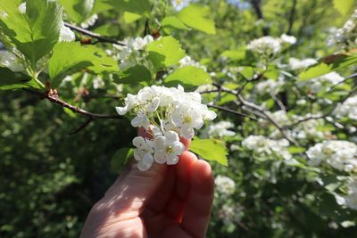 Crataegus macracantha, photographed by Henry "Nick" Robertson