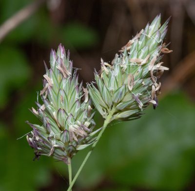 Phalaris canariensis, photographed by Don Loarie