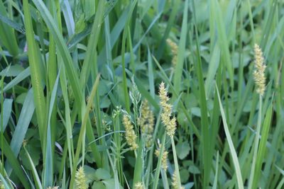 Carex stipata, photographed by Henry "Nick" Robertson