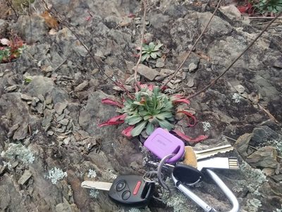 Oenothera argillicola, photographed by Daniel McClosky