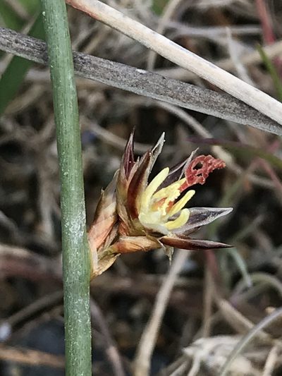 Juncus breweri, photographed by Aaron Liston
