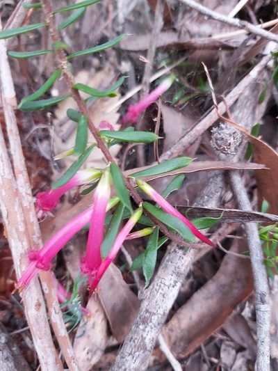 Styphelia tubiflora, photographed by Tim