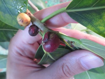 Ficus aurea, photographed by Ben Machado