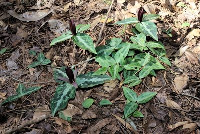 Trillium underwoodii, photographed by Daniel McClosky