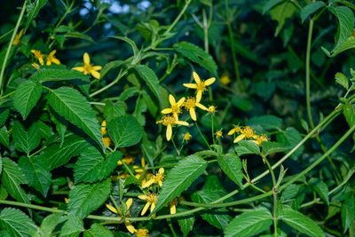 Bidens reptans, photographed by Saban-Sequén, E.A.