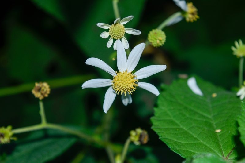 Montanoa atriplicifolia, photographed by Saban-Sequén, E.A.