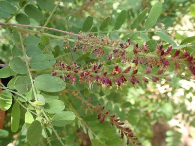 Amorpha californica, photographed by George Williams