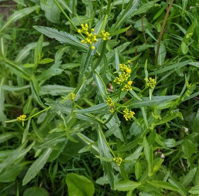 Rorippa austriaca, photographed by Denis Otkydach