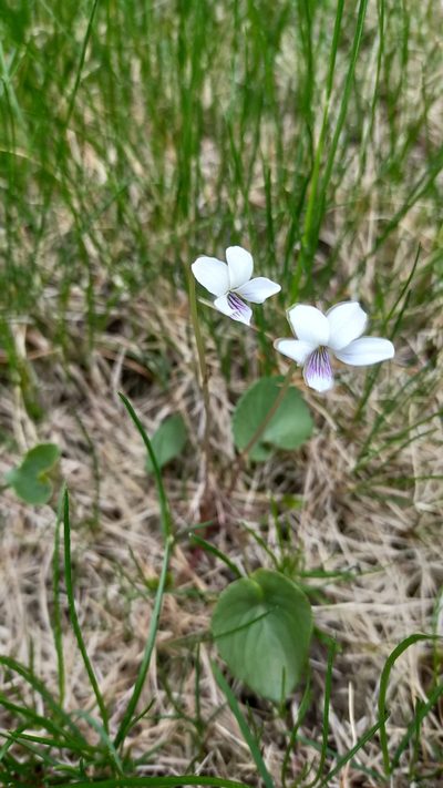 Viola amurica, photographed by Viola Alekseeva