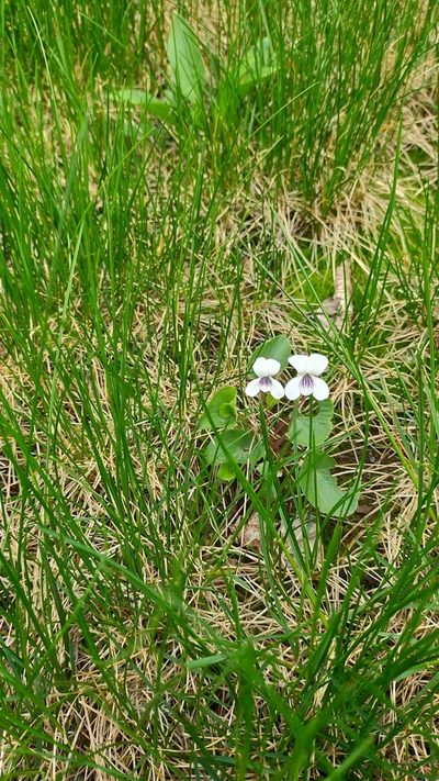 Viola amurica, photographed by Viola Alekseeva