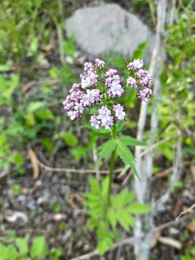 Valeriana fauriei, photographed by Viola Alekseeva