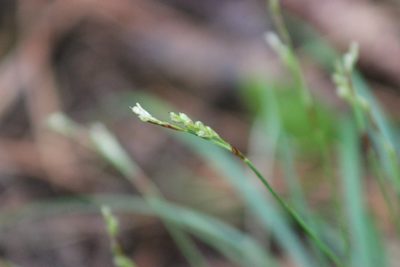 Carex pediformis, photographed by Tatiana Strus