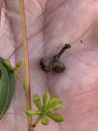 Eucalyptus macarthurii, photographed by Lukas Clews