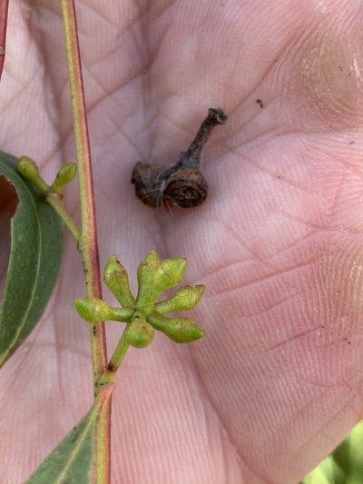 Eucalyptus macarthurii, photographed by Lukas Clews