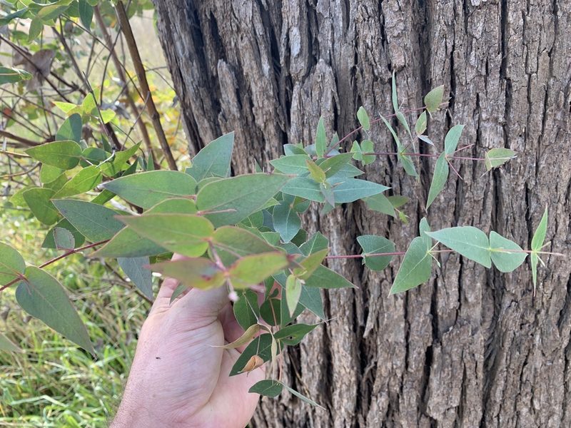 Eucalyptus macarthurii, photographed by Lukas Clews