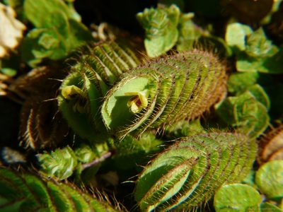Geissaspis cristata, photographed by Dinesh Valke
