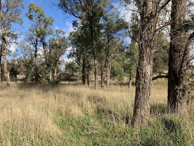 Eucalyptus macarthurii, photographed by Lukas Clews