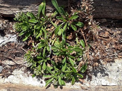 Lepidium oligodontum, photographed by Peter de Lange