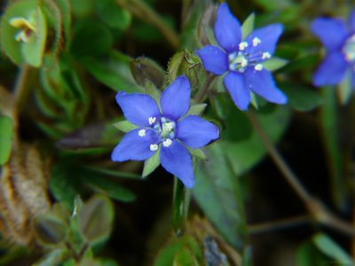 Hydrolea zeylanica, photographed by Dinesh Valke